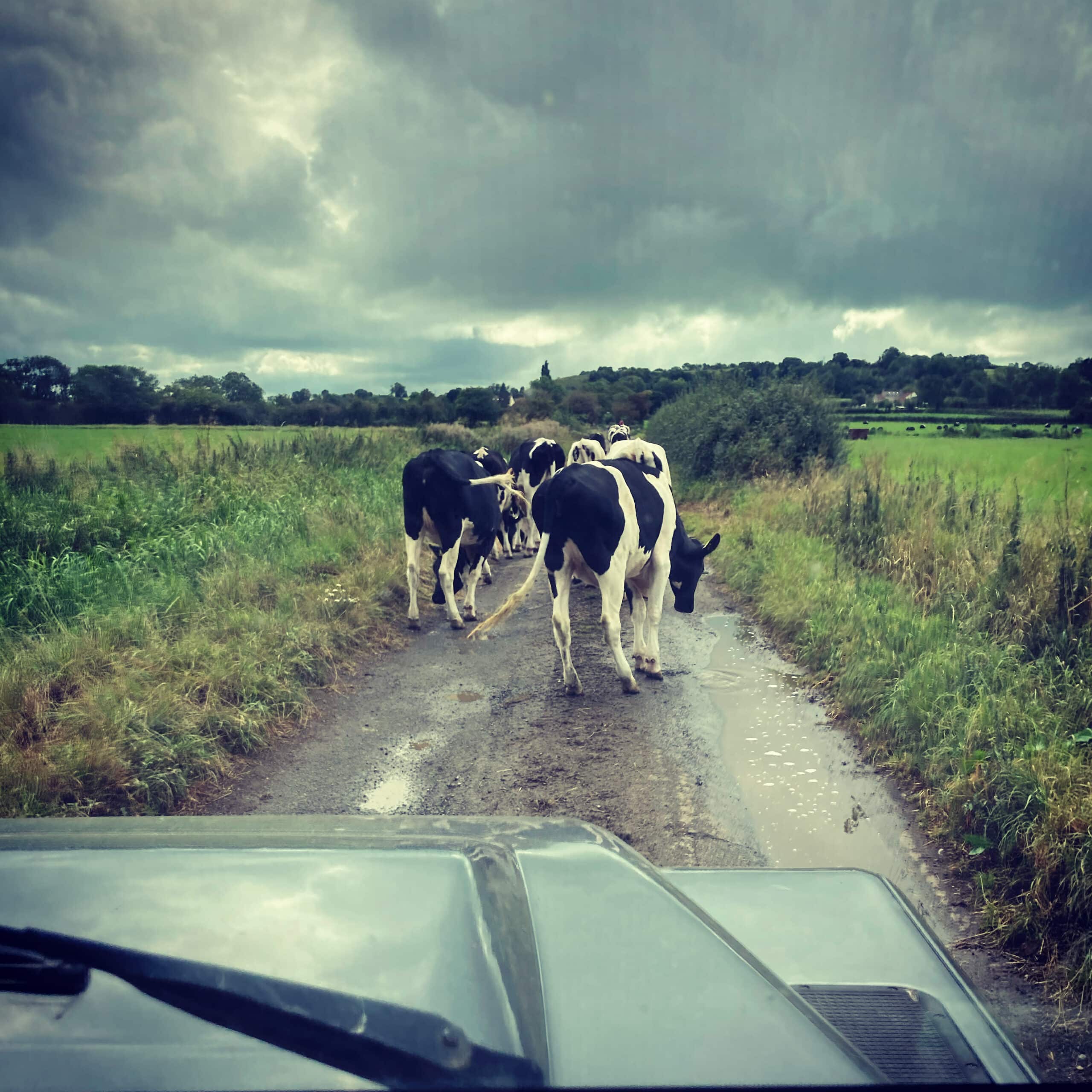 Cows walking in front of land rover
