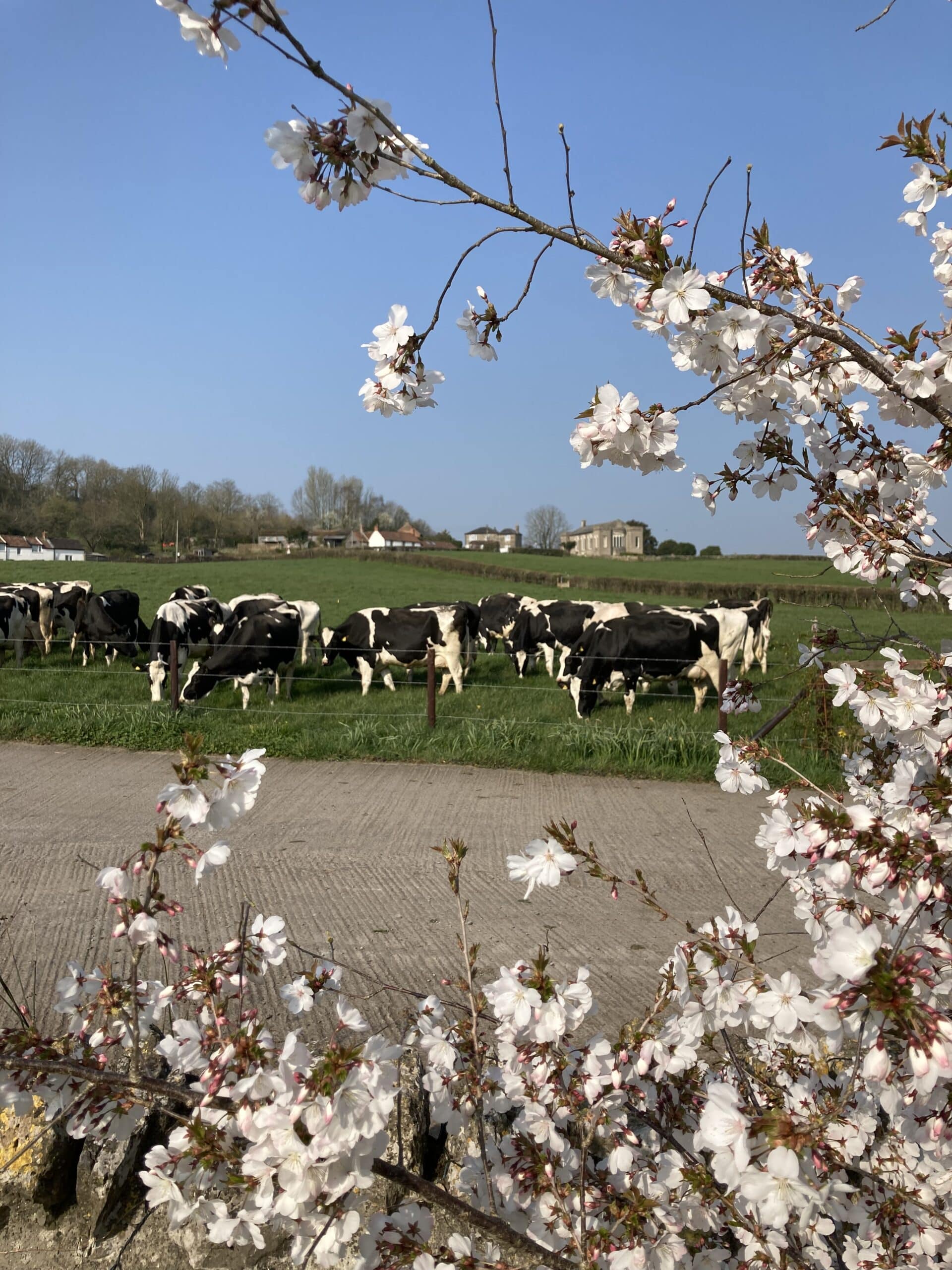 Apple blossoms & cows
